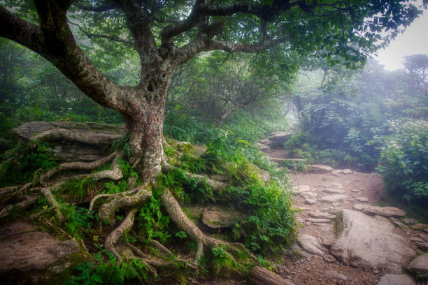 Hobbit Trail Majestic Tree Roots stock photo