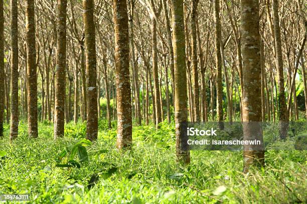 Foto de Seringueira Plantation e mais fotos de stock de Agricultura - Agricultura, Beleza natural - Natureza, Borracha - Material