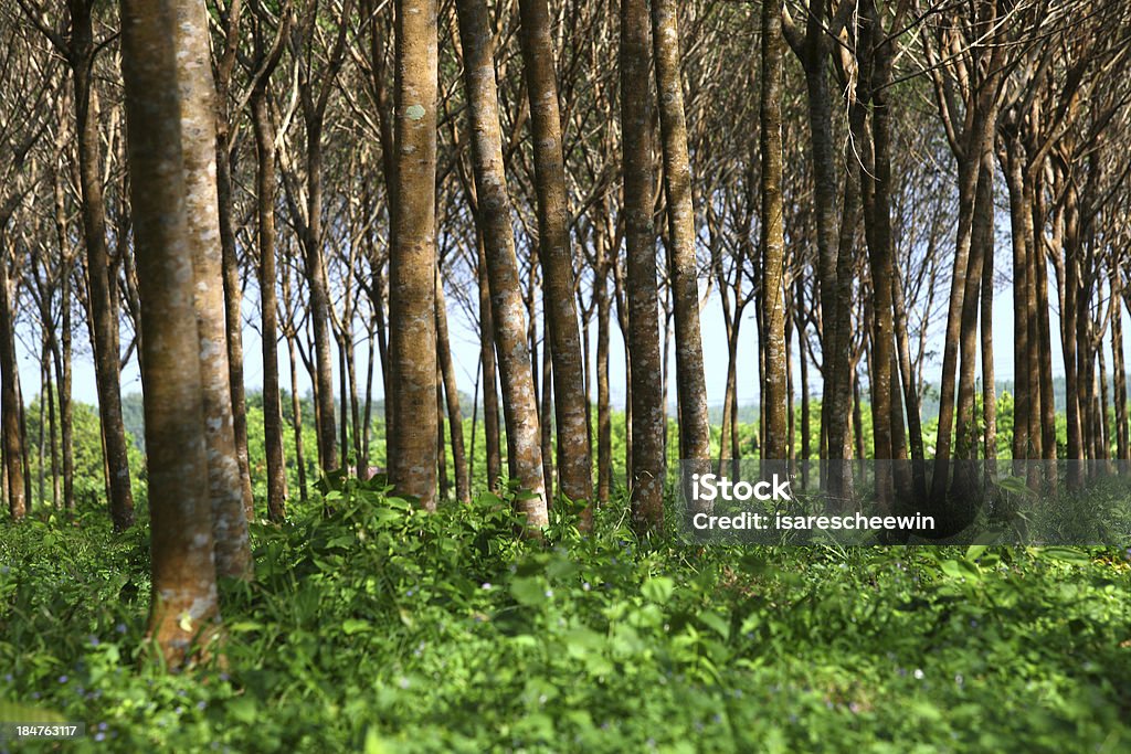 Arbre plantation caoutchouc - Photo de Agriculture libre de droits