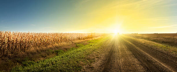 South Dakota Sunrise, Good Morning Drive on South Dakota Country Road. The Sun rising on a South Dakota dirt road.  A corn field ready for harvest on the left. panoramic country road single lane road sky stock pictures, royalty-free photos & images