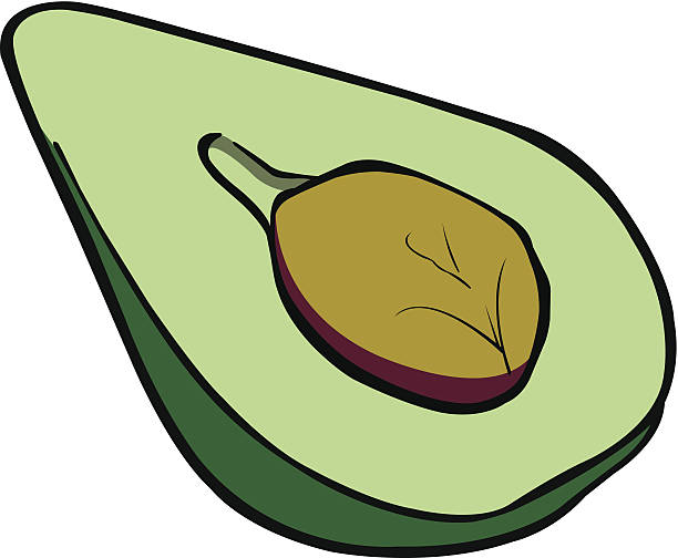 Avocado half vector art illustration
