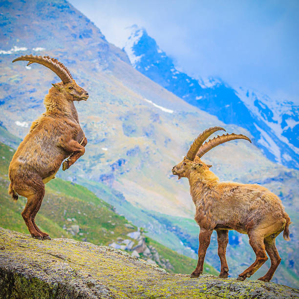 dois ibexes luta - parque nacional de gran paradiso - fotografias e filmes do acervo