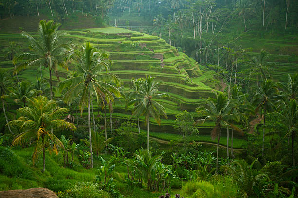 istock Green rice terraces in Bali, Indonesia 184763957