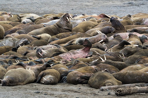 A herd of male walruses in Svalbard