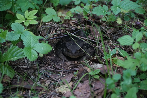 toad hiding under leaves and grass, close-up