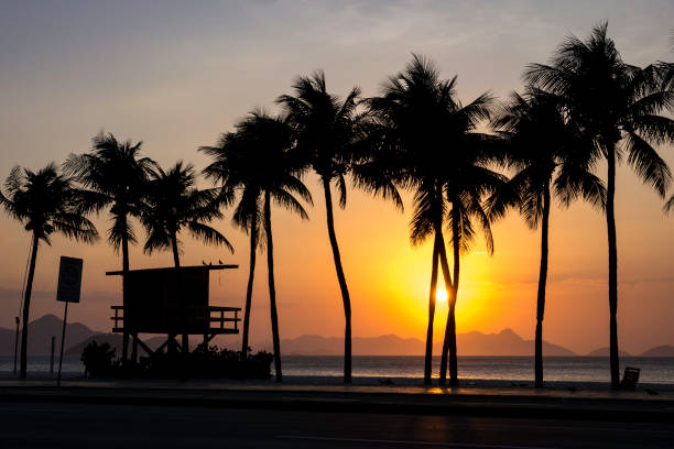 istock Palm Trees at the Beach and Lifeguard Post 1847652796