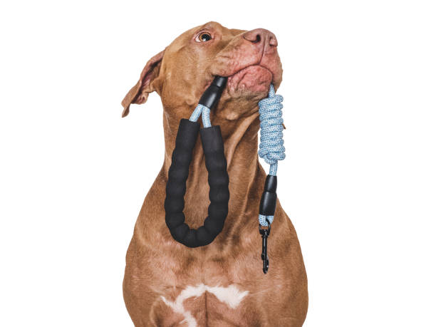 istock Lovable dog with a leash in his mouth 1847652820