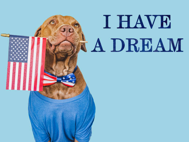 istock Lovable, charming dog and American Flag. Closeup 1847653226