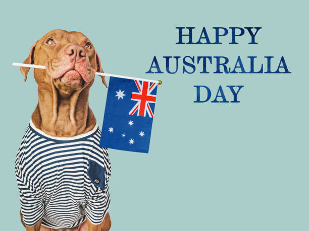 joyeuse journée de l’australie. chien mignon et drapeau australien - 16017 photos et images de collection