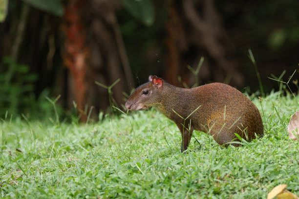 Central american agouti a small mammal found in central america dasyprocta punctata photos stock pictures, royalty-free photos & images
