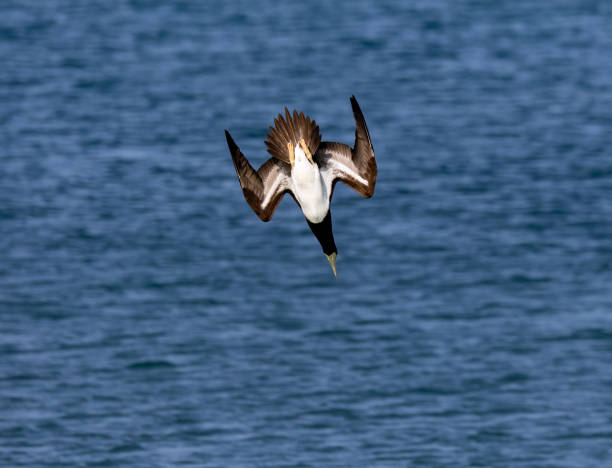 istock Short-tailed albatross flying above a blue ocean. 1847655254