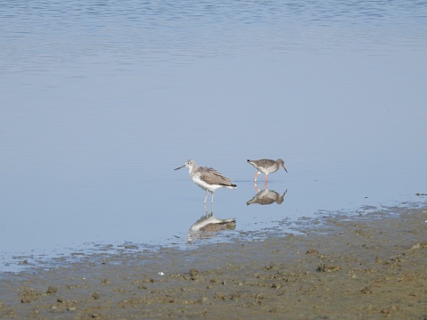 The Redshank is on the right, with beak bent downwards towards the water. The Greenshank is facing left and there are reflections of the birds' bodies in the water.