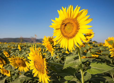 Landscape - Yellow sunflowers on field and the blue sky