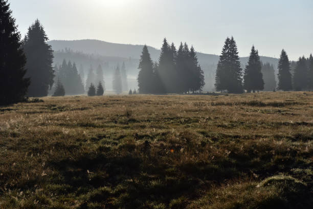 istock Morning mist in a mountain meadow 1847655838