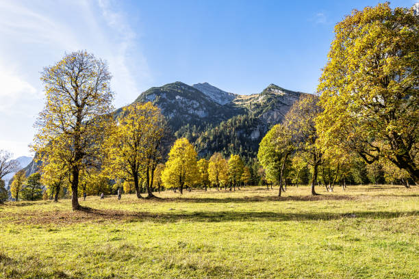 istock maple trees at Ahornboden, Karwendel mountains, Tyrol, Austria 1847655998