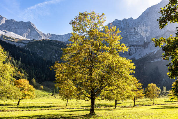 istock maple trees at Ahornboden, Karwendel mountains, Tyrol, Austria 1847656047