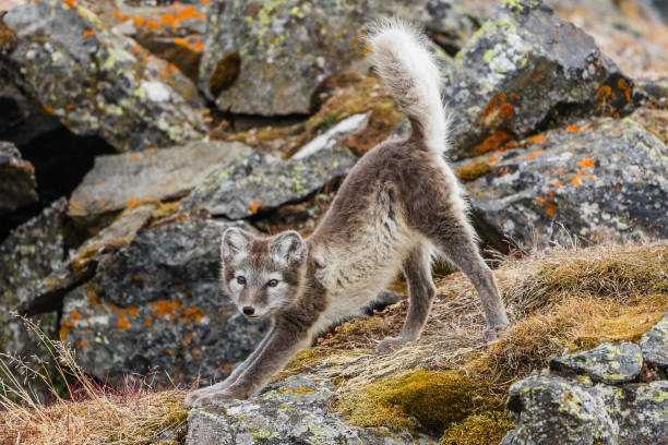 Arctic fox in summer fur A curious arctic fox in summer fur stretches white fox stock pictures, royalty-free photos & images