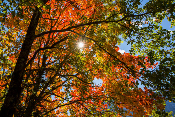 istock Autumn scene in Ordesa and Monte Perdido National Park, Spain 1847656643