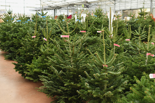 Christmas trees for sale on a market
