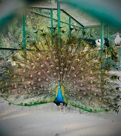 Beautiful peacock on the window.