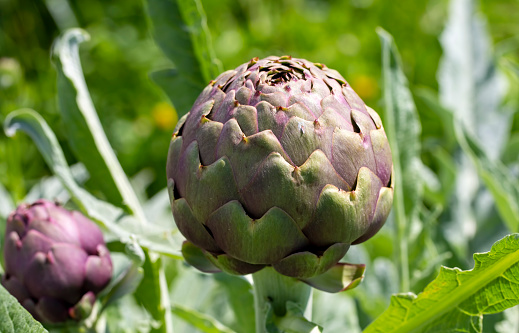 Fresh, organic artichoke field. Agriculture concept photo. (Izmir / Turkey)