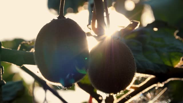 Ripe kiwifruit on the tree surrounded by leaves before picking. Farming and harvesting concept. Close-up. Golden or green kiwi, hairy fruits hanging on kiwi tree in orchard. autumn in the sun at sunset.