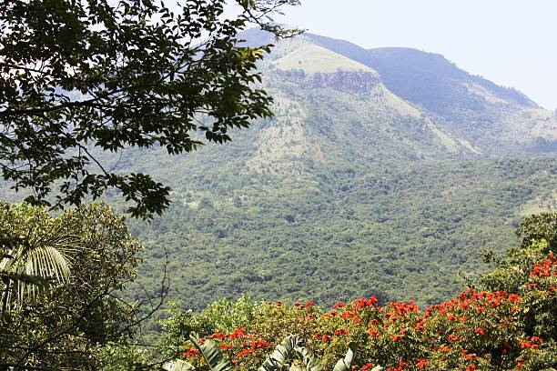 VISTA DA FLORESTA - foto de acervo