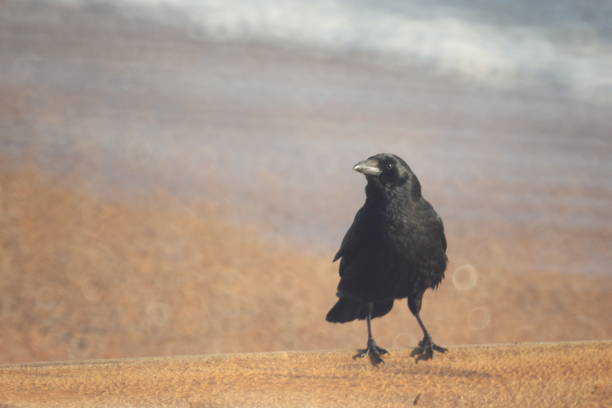 A raven eating food
