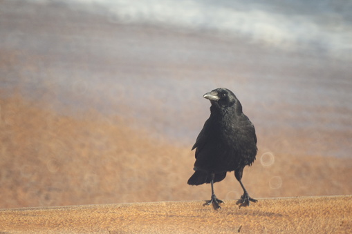 Crow on wood groyne on Southeast Coast, UK