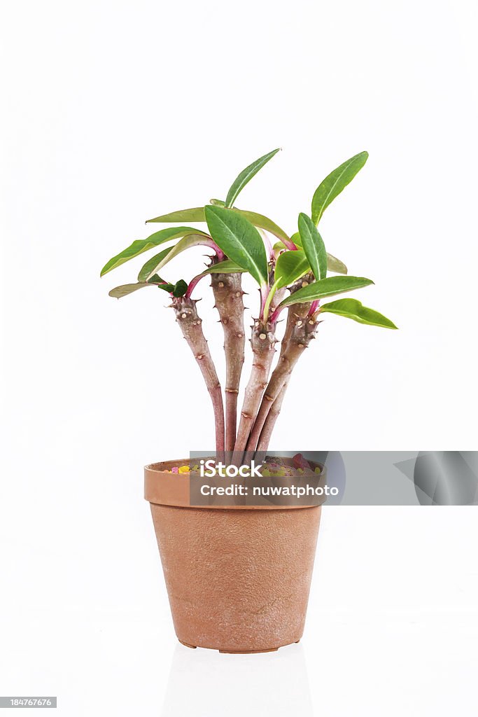 Kaktus in vielen - Lizenzfrei Ausgedörrt Stock-Foto