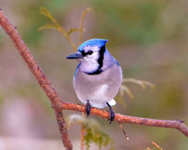 Blue Jay Photo and Image.  Front view perched on a tree branch with a forest blur background in its environment displaying blue feather plumage. Jay Portrait. Blue Jay close-up front view perched on a tree branch with a forest blur background in its environment and habitat surrounding displaying blue feather plumage. Jay Portrait. jay stock pictures, royalty-free photos & images