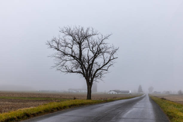 Free picture: Rural road with a tree in the middle of a foggy field at ...