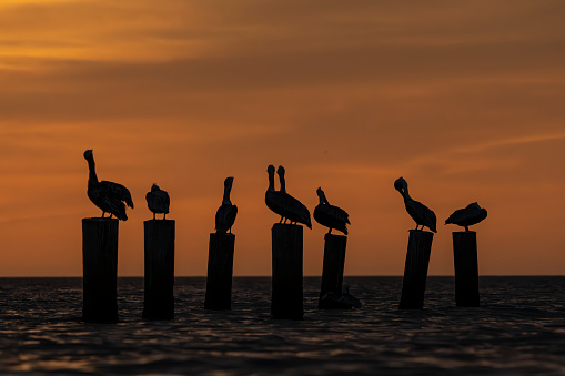 A scenic view of pelicans perched on poles in the sea at sunset in Florida, USA