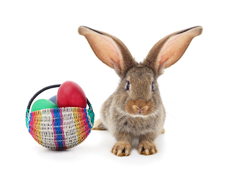 Rabbit with basket and eggs isolated on a white background.