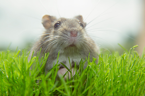 The muzzle of a Dzungarian hamster. A gray mouse is sitting on the grass