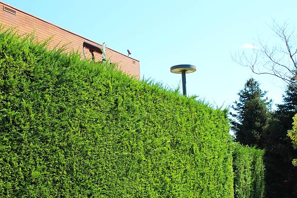 istock Green high bush fence 184770116