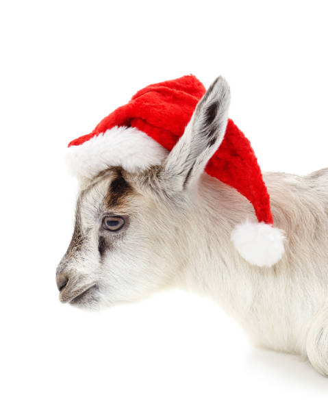 istock Little goat in a Christmas hat. 1847703355