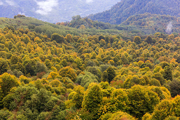 Autumn in the mountains stock photo