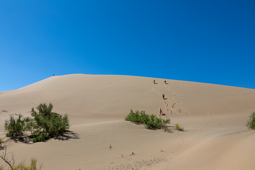 Flora of Singing dune (dune) in Altyn-Emel National Park, Almaty region, Kazakhstan.