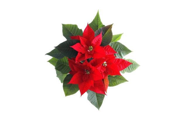 istock poinsettia (Christmas flower) Isolated on white background. 1847737501
