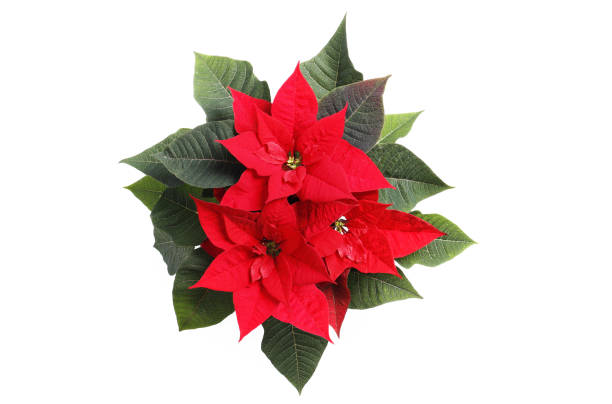 istock poinsettia (Christmas flower) Isolated on white background. 1847739691