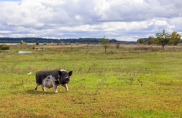 wild boar - hangbuikzwijn stockfoto's en -beelden