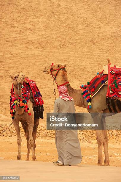 Con Cammelli Beduini Vicino Piramide Di Khafre Il Cairo - Fotografie stock e altre immagini di Africa