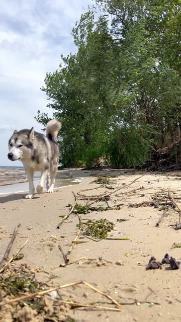 A young big dog runs along the river. Slow motion footage of an Alaskan Malamute free range on the riverbank. Natural debris on the sandy shore.