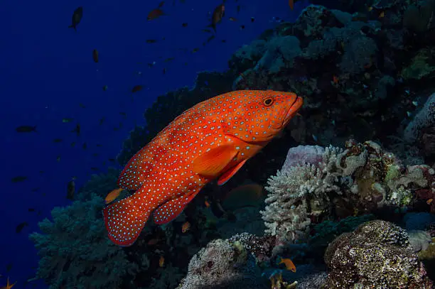 red sea perch over coral reef