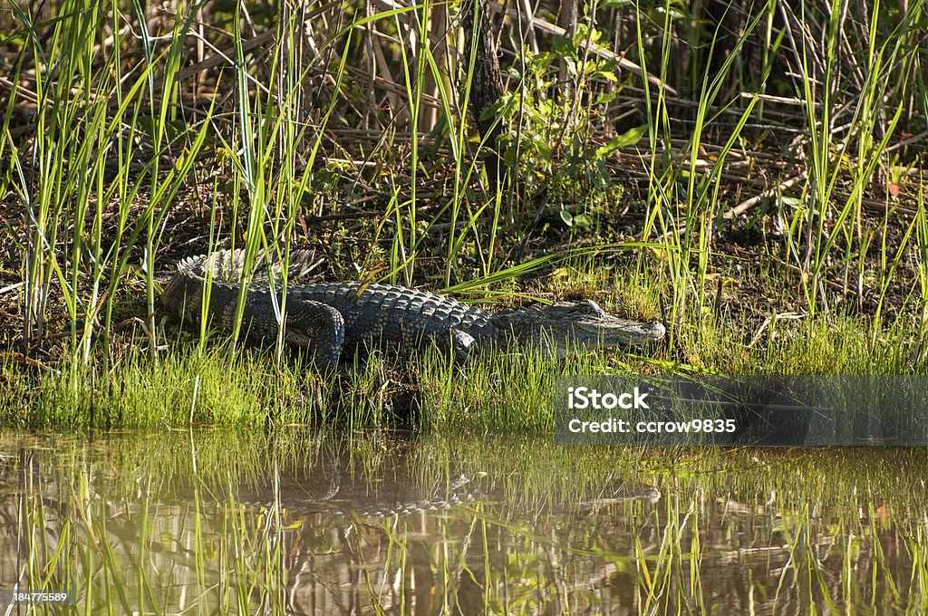Alligator na bank - Zbiór zdjęć royalty-free (Aligator)