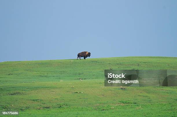 Dziki Plains Bison - zdjęcia stockowe i więcej obrazów Bez ludzi - Bez ludzi, Brązowy, Byk - Zwierzę płci męskiej