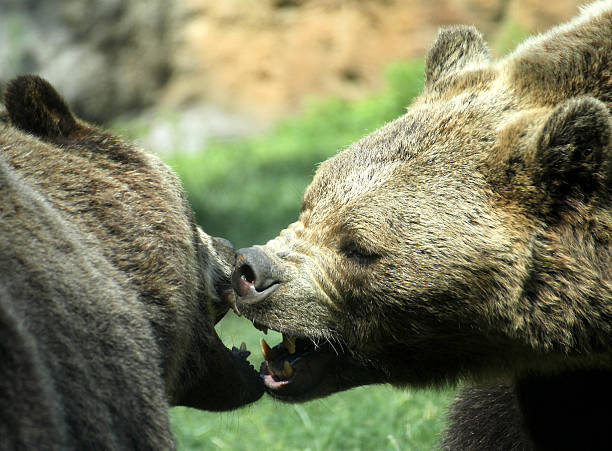istock ferocious bears struggle with powerful shots and open jaws bites 184775891