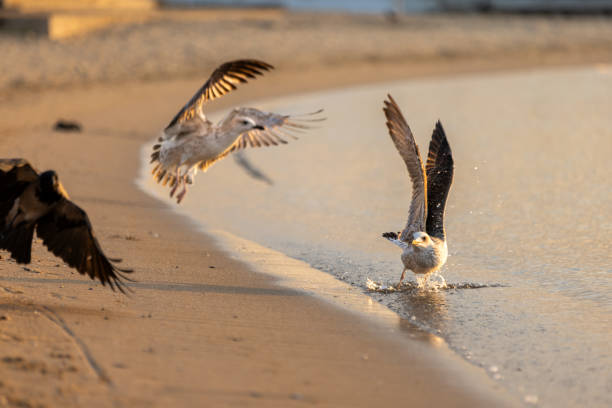 Seagulls (Larus sp.) stand and walk along a sandy beach with small waves from the Baltic Sea gently reaching the shore. The sand is lightly scattered with debris, and the sea is a deep blue with white caps on the waves. The scene captures the natural interaction between the seagulls and the coastal environment, under a likely soft, golden light suggesting sunrise or sunset, enhancing the tranquil coastal atmosphere.