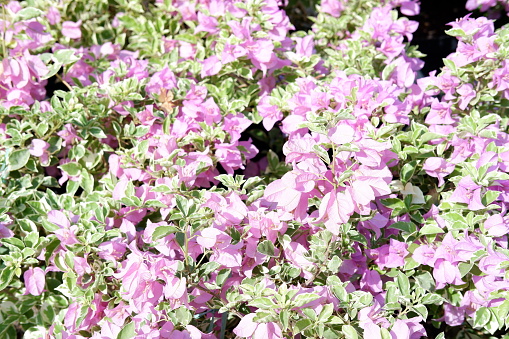 bougainvillea flower blooming in the garden.